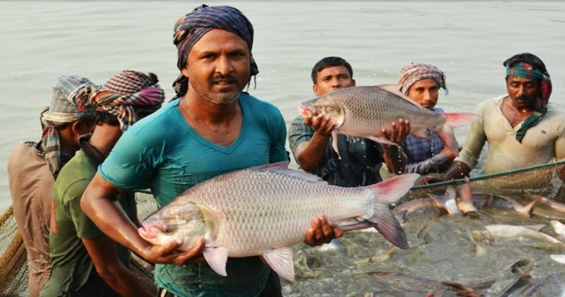 50 more fish sanctuaries being developed in Rajshahi division