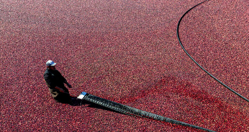 Cranberry farmers fight climate change to protect Thanksgiving staple