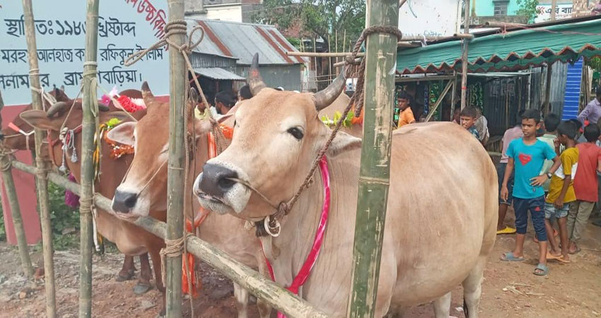 ব্রাহ্মণবাড়িয়া বিজয়নগরে গরু বাজার জমে উঠেছে