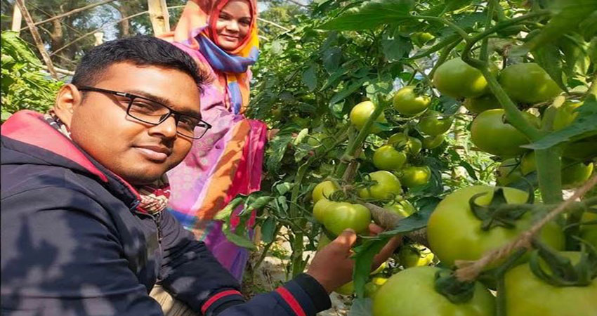 Newly harvested tomato charms farmers, consumers in Rajshahi enormously