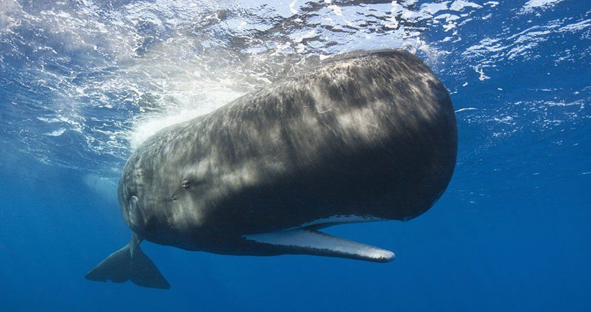 Scientists discover massive ancient whale