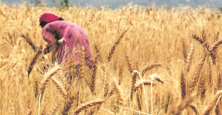 India bans export of wheat with immediate effect