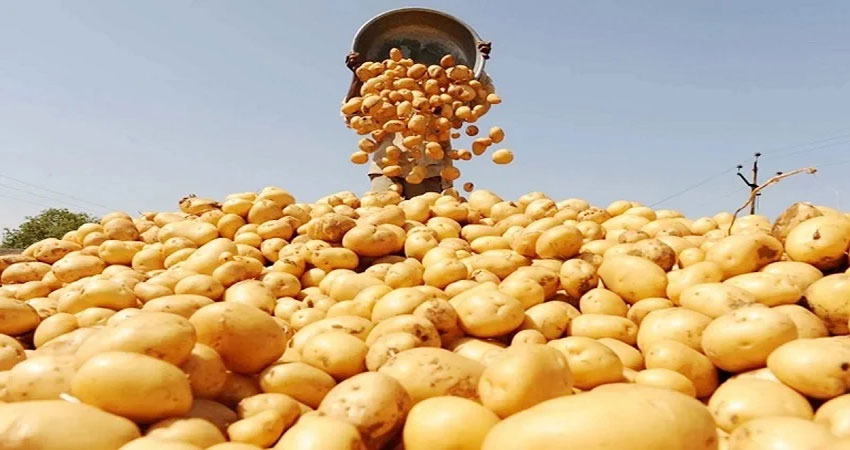 Govt to allow import of potatoes to bring down prices