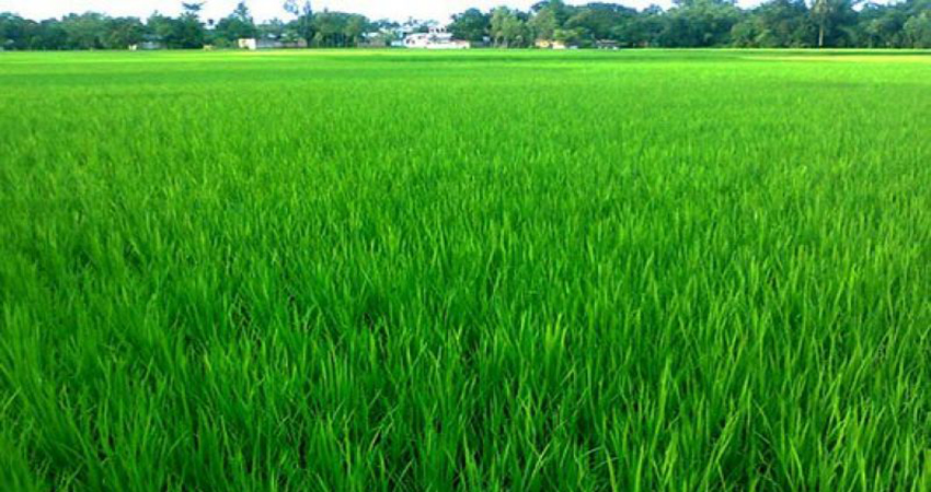 T-Aman cultivation nears completion in C'nawabanj