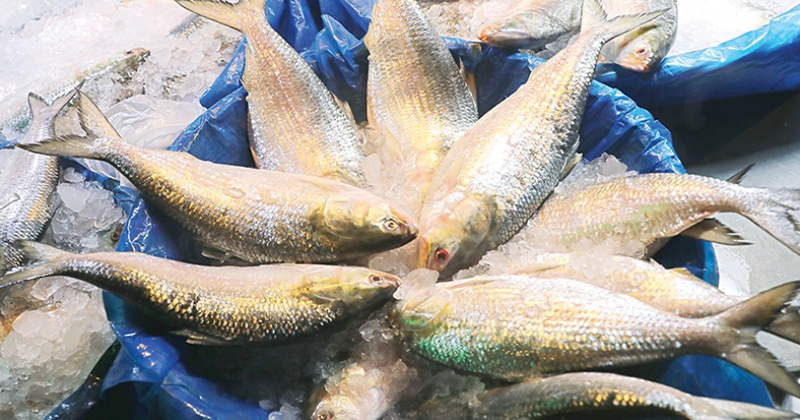 Fishermen gear up to catch hilsa as ban ends at midnight