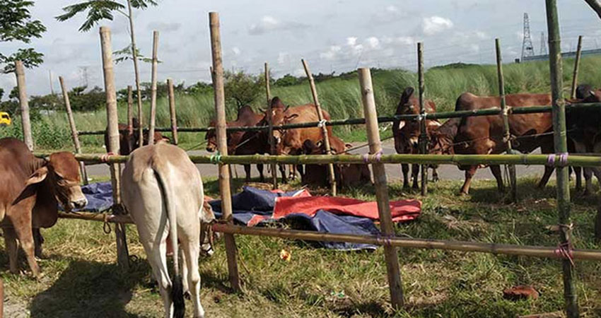 SC clears way to set up cattle market in Aftabnagar