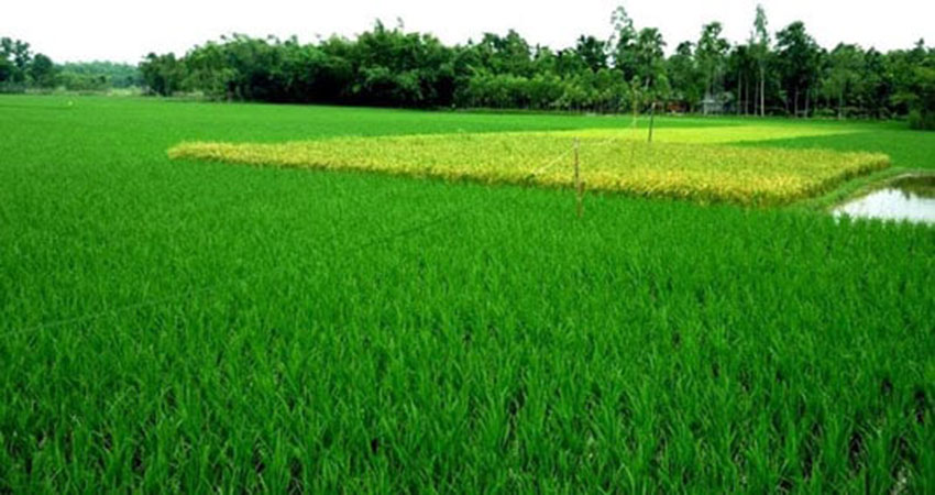 Aush incentive for 8,000 farmers allotted in Jamalpur