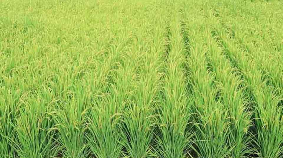 2,500 farmers get incentive for Aush cultivation in Manikganj