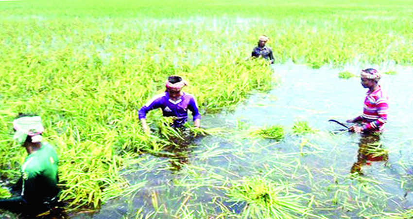 Government aid worth 11 crore for flood affected farmers