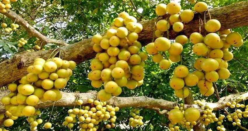 ব্রাহ্মণবাড়িয়া বিজয়নগরে লটকনের বাম্পার ফলন