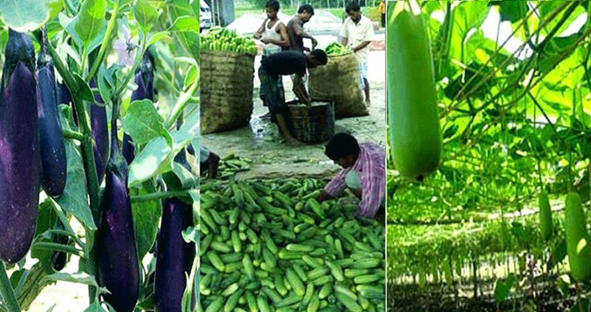 Vegetable farming becomes lucrative for Rangpur farmers