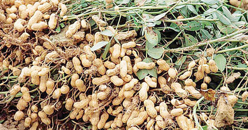 Groundnut cultivation brings smile on the faces of Char people in Manikganj