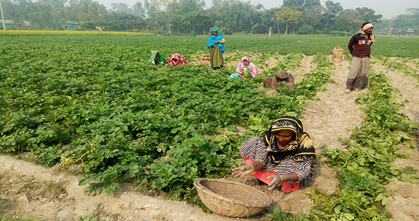 আলুর ভাল দাম পেয়ে খুশি ফুলবাড়ীর চাষিরা