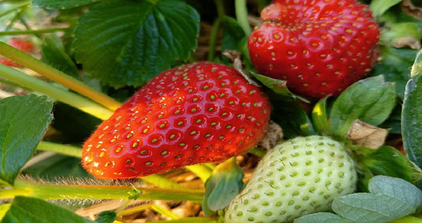 Strawberry brings diversification in Rajshahi's fruit markets