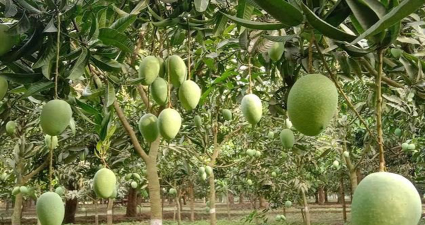 Mango farming, trading make Rajshahi's economy vibrant