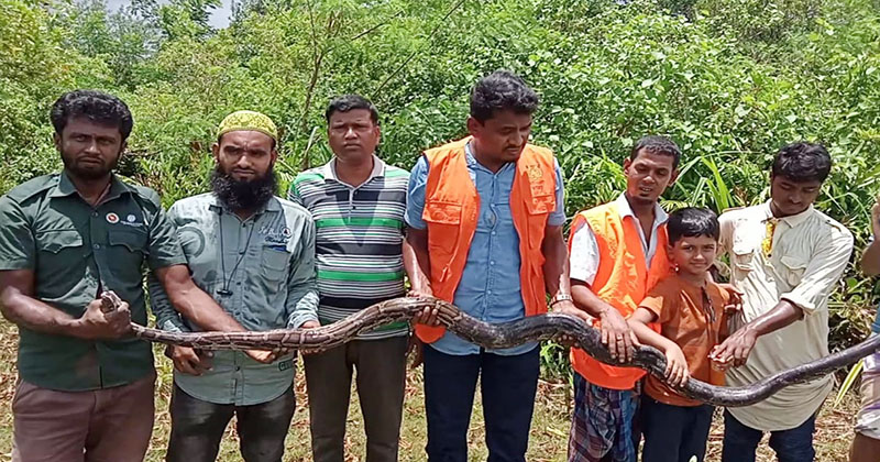 10 feet long python found in duck-chicken den