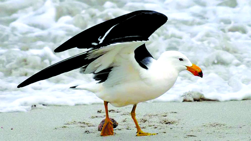 Australia to vaccinate birds against H5 avian influenza