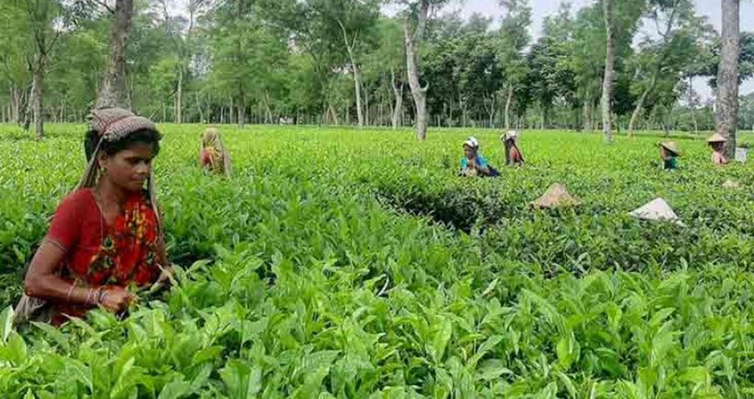 Tea workers resume work spontaneously