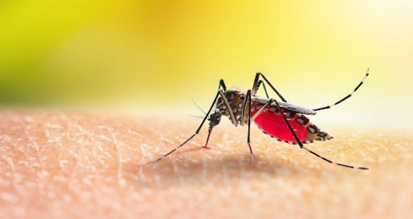 Dengue death toll rises to 16 with another death