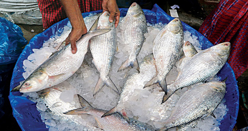 Bangladesh earned $1.36cr this year exporting hilsa to India