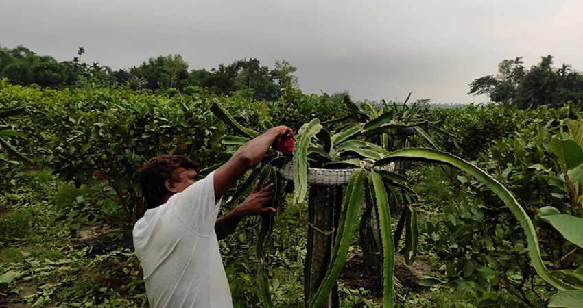 Mixed fruit garden makes hit in Sherpur, becomes symbol of self employment