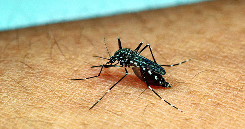 Bangladesh reports 2 more dengue deaths in 24 hours