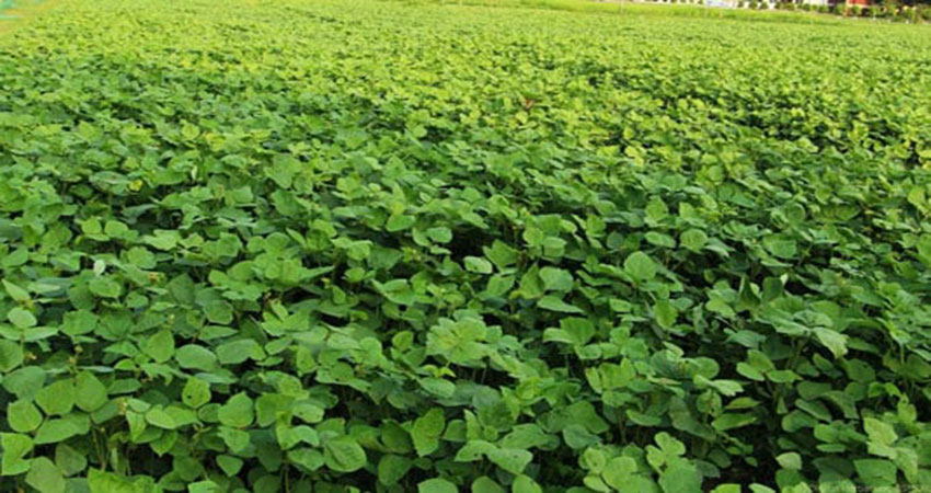 Black gram production likely to exceed its target in Manikganj