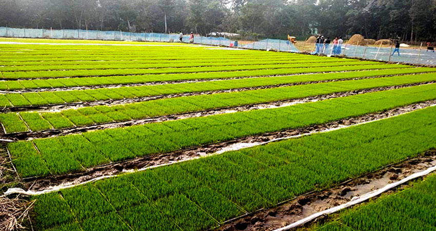 জগন্নাথপুরে সমলয় পদ্ধতিতে বোরো চাষাবাদ শুরু