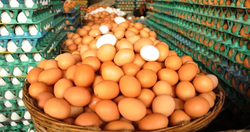 Govt allows 6 more companies to import eggs